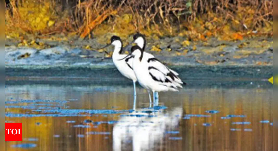 Waders flock to wetlands left brimming after rain