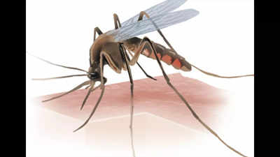 Dengue stings harder; more patients in Pune require longer care