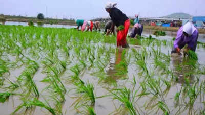 Uttar Pradesh cabinet finalizes paddy policy, to set up 4,000 purchase centres