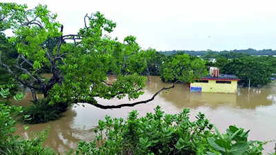3 more die in heavy rain, Odisha faces flood threat