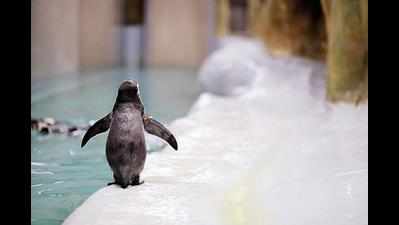 Mumbai: Penguins’ birth was kept under wraps due to tender fiasco?