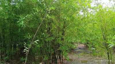 World Bamboo Day: Green Gold revolution in the making in Vidarbha
