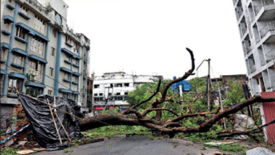 Kolkata Municipal Corporation plans to plant 16,000 saplings across 16 boroughs to make up for Amphan loss