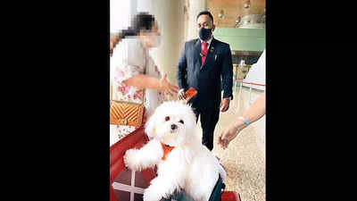 Mumbai: Pup lives it up business class! All booked just for pet & owner