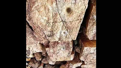 Telangana: Neolithic relics from 4000 BC found in Nalgonda