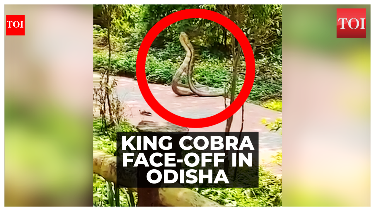 On cam: Two King Cobra’s fight for territory at Gandahati waterfall