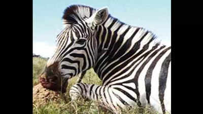 Mumbai zoo plans to bring zebra pair from Israel