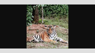 UP: Amangarh reserve will be ecotourism site, to be rechristened New Corbett