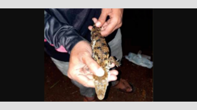 Pune: Alert sounded after crocodile hatchling found in Khadakwasla reservoir
