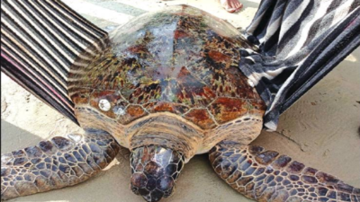Goa: Rare green sea turtle trapped in fishing net at Palolem rescued, released into sea