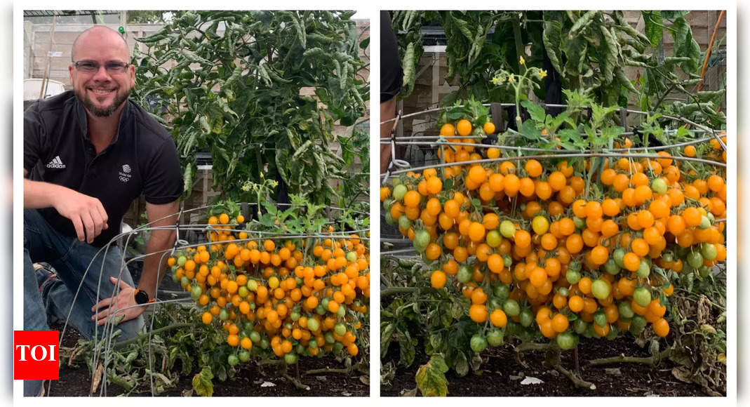 British man sets world record by growing 839 tomatoes from a single stem -  Times of India