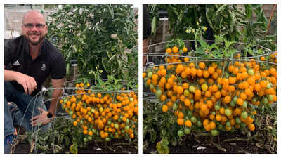 British man sets world record by growing 839 tomatoes from a single stem