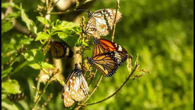 Learn all about butterfly gardening by ecologist Prerna Agarwal at Bangalore International Centre