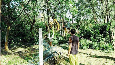Gujarat: 1,800 trees nurtured for 13 years bulldozed in Veraval