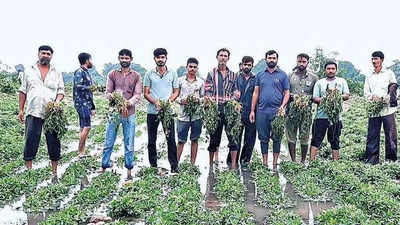 Excess rains wash away almost 34,000 hectares of agricultural land in Gujarat