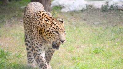 Pune: Leopard found dead in well in Junnar village