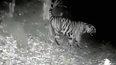 Tigers increasingly on the prowl in Mhadei wildlife sanctuary