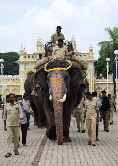 Elephants begin weight training rehearsals ahead of Mysuru Dasara’s Jamboo Savari