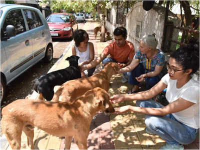 No city for stray dogs? | Pune News - Times of India