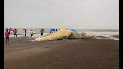 Vasai: Baleen whale carcass washes up on beach