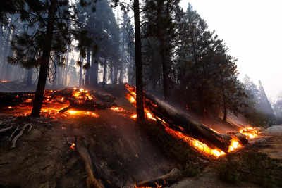 Sequoia National Park's Giant Forest unscathed by wildfire - Times of India
