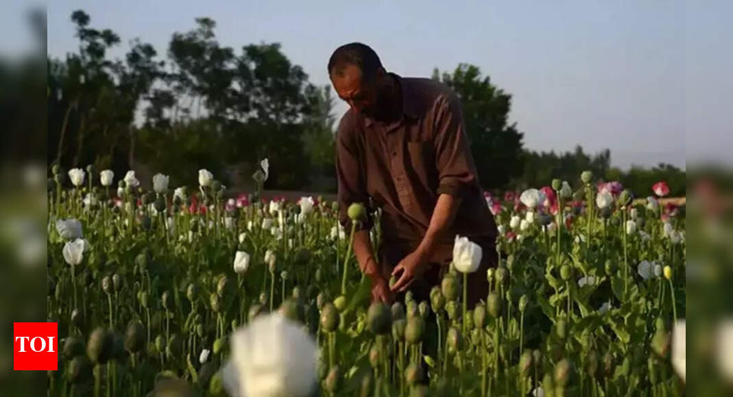 Taliban takeover forcing heroin surge into India?