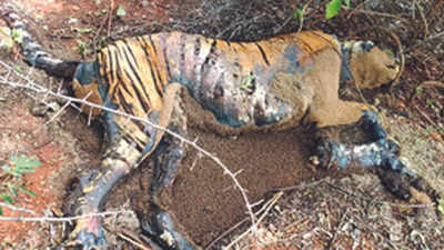 Coimbatore: Tiger found dead in Sirumugai forest