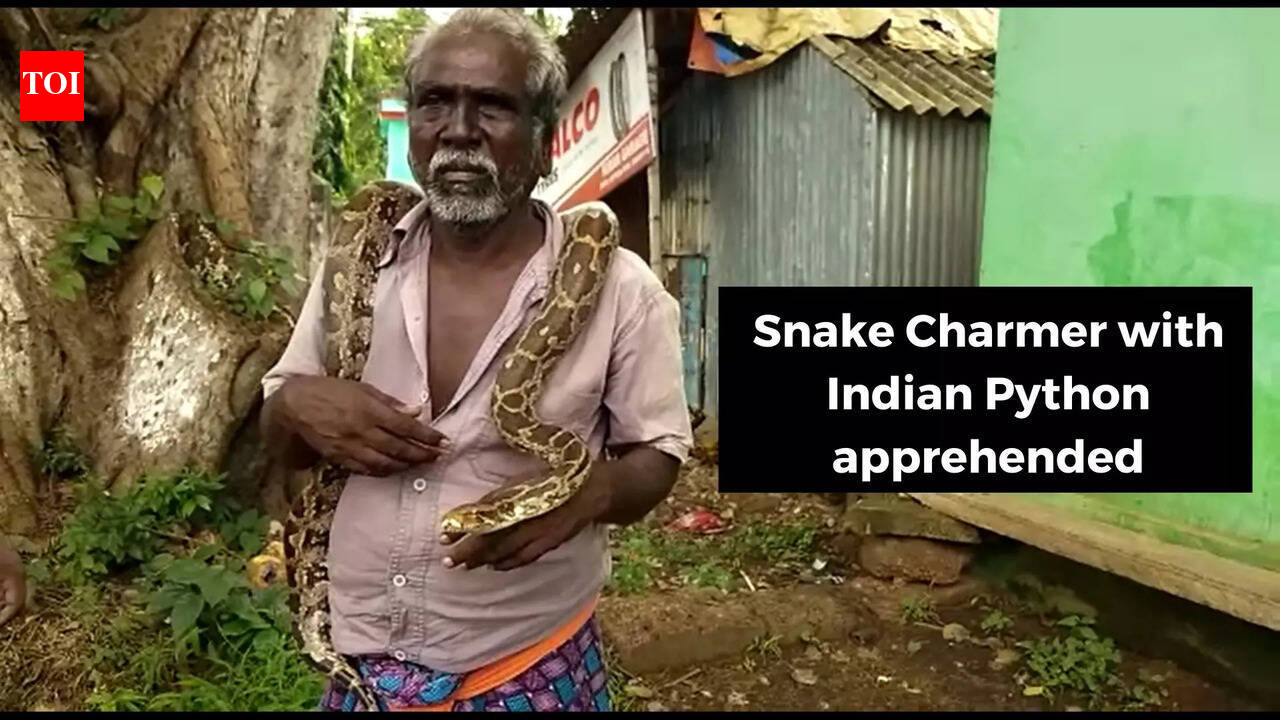 Snake Helpline apprehends snake charmer with protected Indian Python