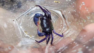 Rare purple crab spotted in Karnataka