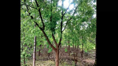 Gujarat: Sandalwood aroma fills Saurashtra