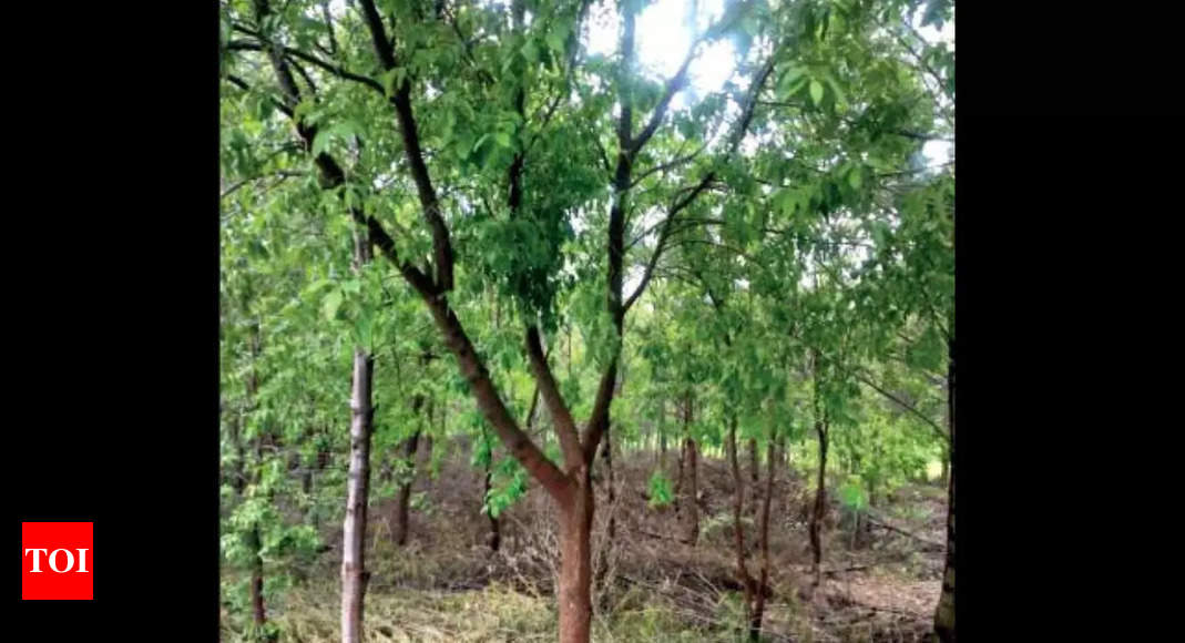 PDF) Effect of spacing on the growth of sandalwood (Santalum album L.) trees  under farm conditions in Tamil Nadu, India
