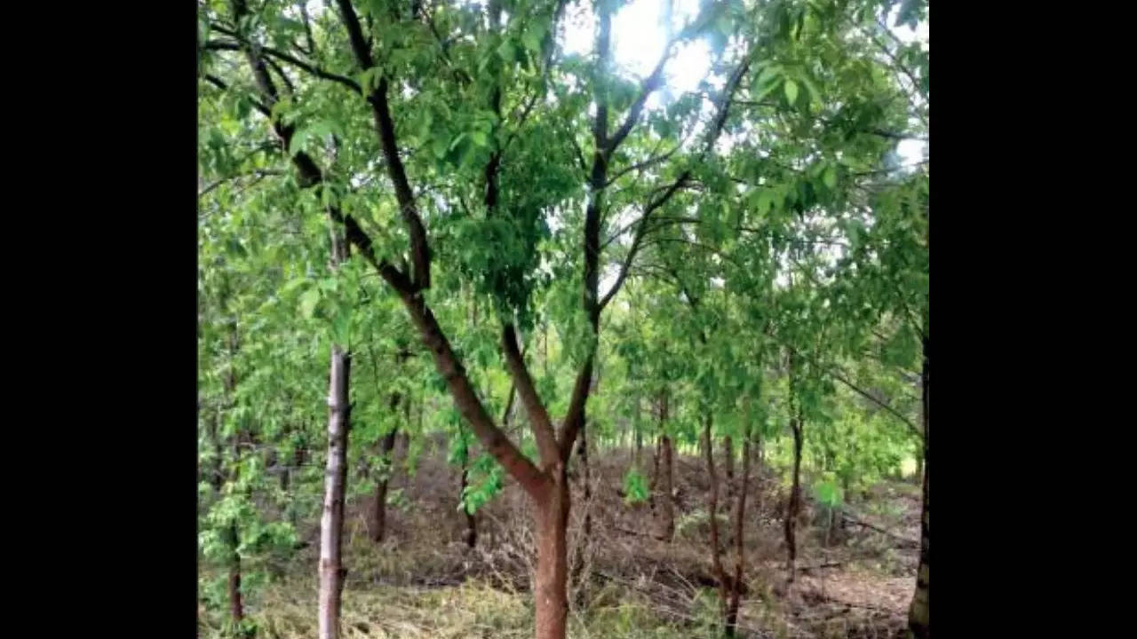 Tree cultivation: આ લાંબા ગાળાનું રોકાણ છે, જે ભવિષ્યમાં ખેડૂતોને બનાવી શકે  છે સમૃદ્ધ - Gujarati News | Sandalwood Cultivation Gmelina arborea Tree  Farming Profit Tree cultivation Teak wood ...