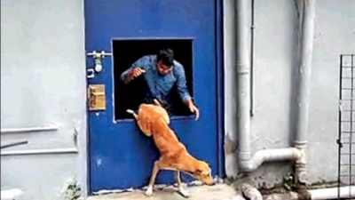 Kolkata: Cops break open door to rescue stranded dog | Kolkata News - Times  of India