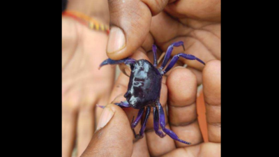 Karnataka: Rare purple crab spotted in Uttara Kannada