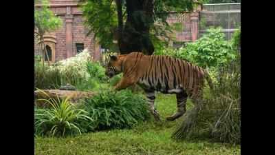 Tiger found dead had killed tribal: Forest dept