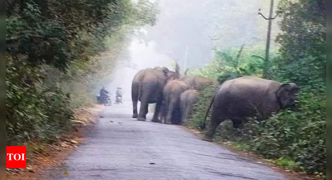 Uttar Pradesh: After 1980s, wild elephants trek on forgotten corridor