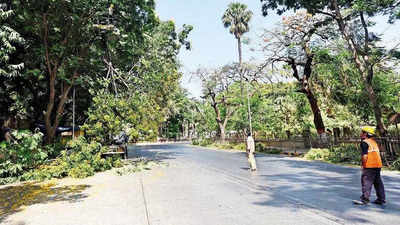 Heritage tree? Maharashtra govt issues norms on how to fix its age