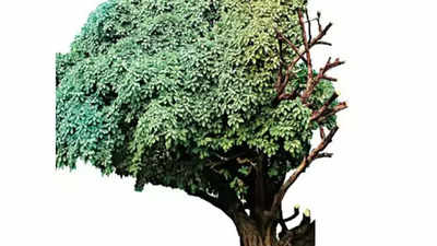 Maharashtra govt notifies methods to determine age of trees to get ‘heritage’ tag