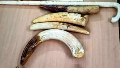 Ivory found in car damaged in accident in Chennai