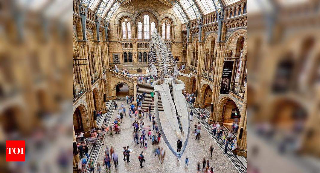 The Indian Zoological Research Center has signed a letter of intent with the London Museum