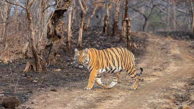 Tiger population in Telangana’s reserves on the rise but forest area shrinking