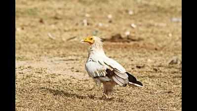 Vulture census in March after 6-year gap, will cover Haryana, 12 other states