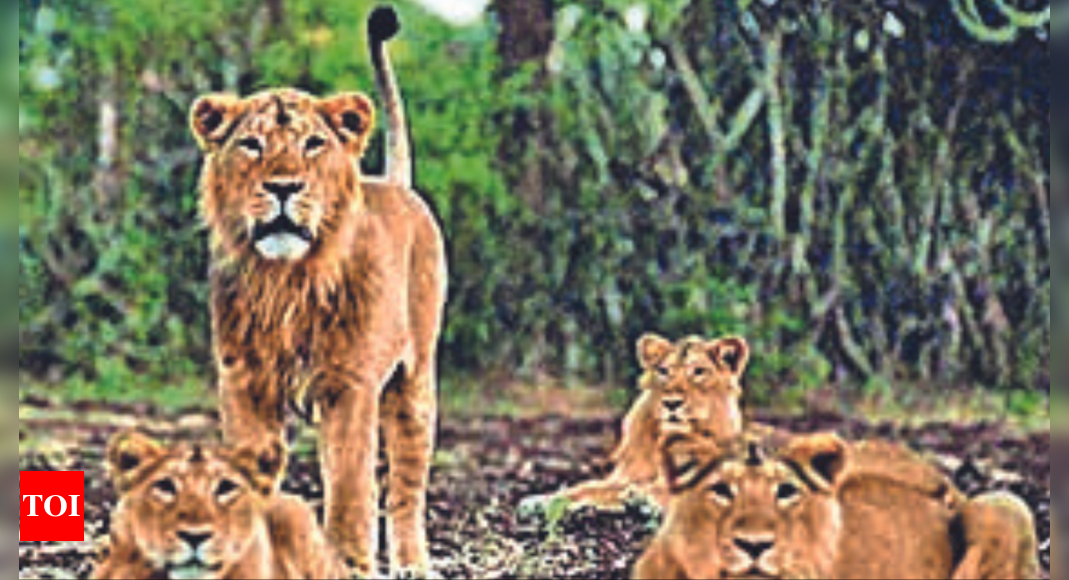 Why are India's lions increasingly swapping the jungle for the beach?, Environment