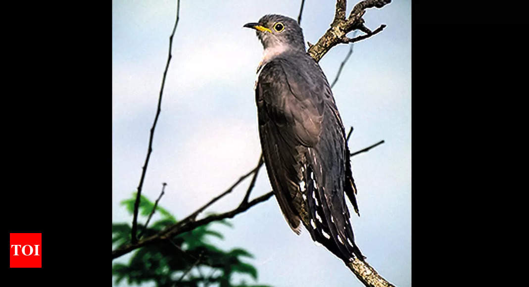 maharashtra-rare-cuckoo-does-special-appearance-in-a-raigad-town