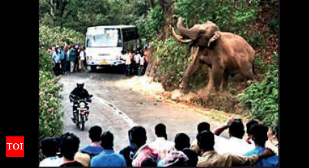 Kerala: 40 killed in wild elephant attacks in 11 years in Idukki