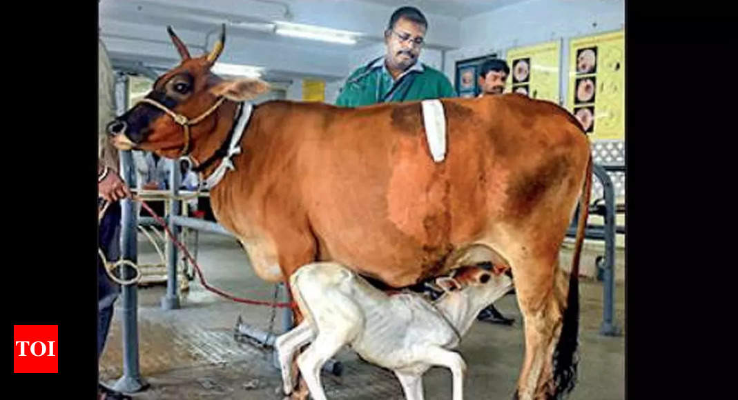 Applications up 20% for Tanuvas veterinary science courses this year | Chennai News