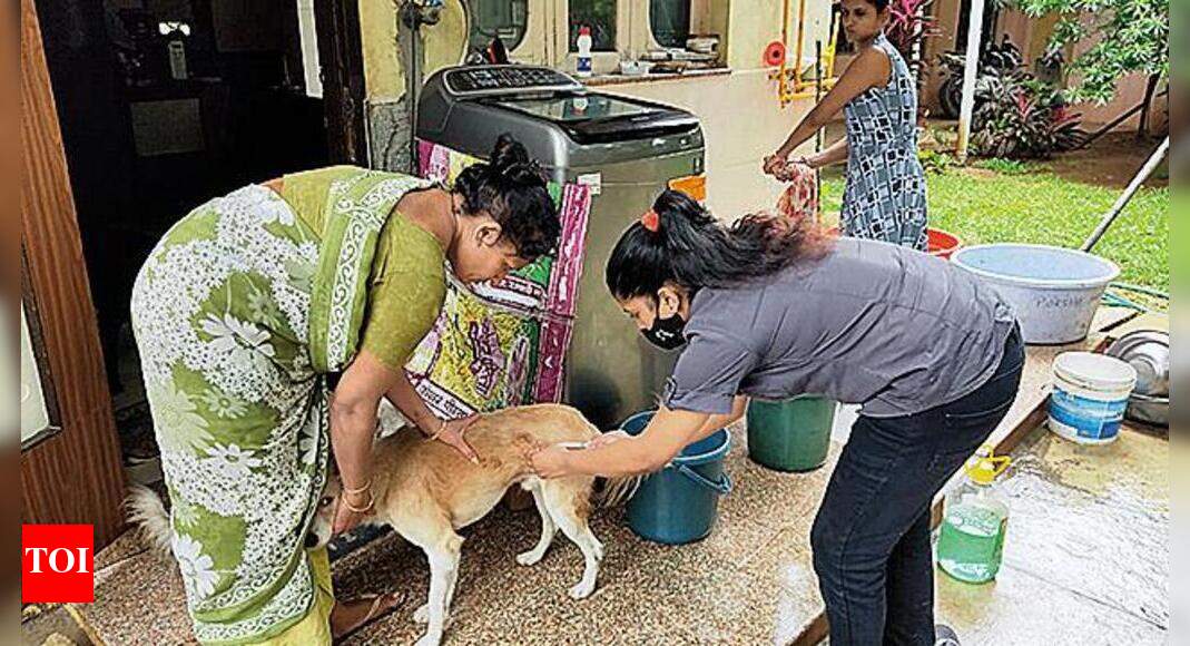 NGO to vaccinate stray dogs for rabies Surat News Times of India