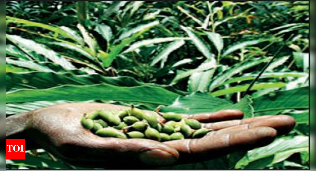 To boost exports, cardamom farmers take organic route in Idukki