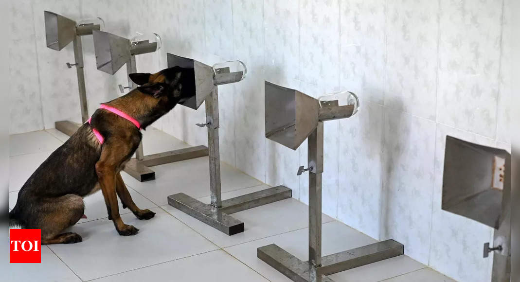 From mines to Covid: Cambodia canines prepare to smell out virus - Instances of India