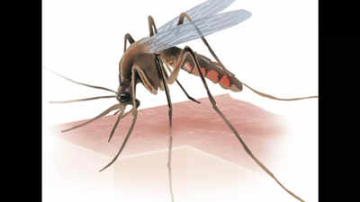70% dengue cases in Bhopal reported from 12 wards